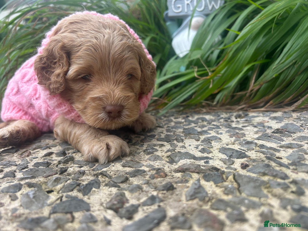 Cockapoo dogs for sale: 5 Stunning Cockapoo girls 💖 - Advert 8