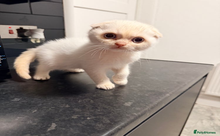 Scottish Fold cats - Advert 2