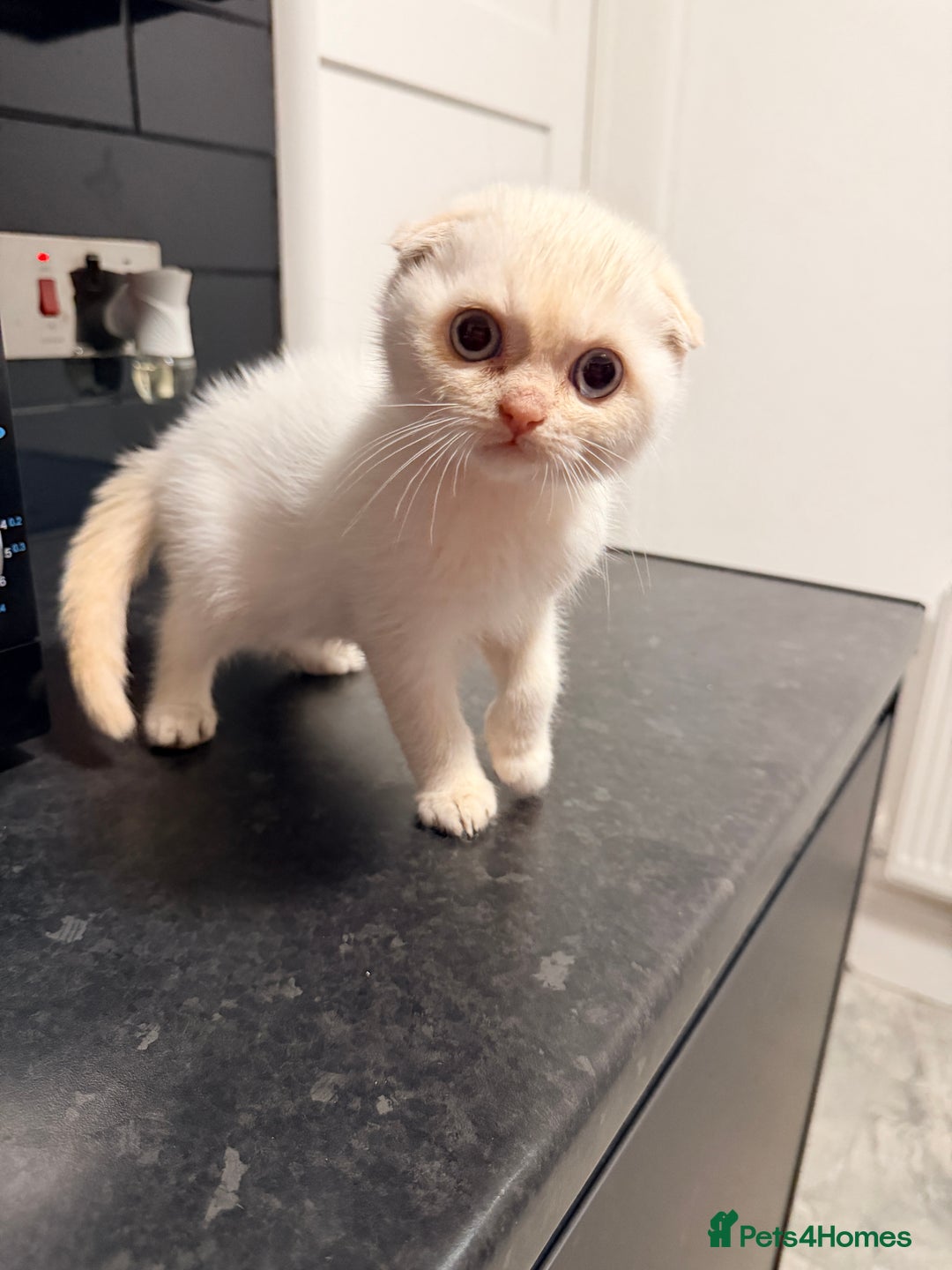 Scottish Fold cats for sale: Sweet Baby Foldie 🐱🐾 - Image 1