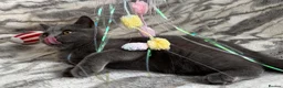 British Shorthair cats for sale: Registered gorgeous bsh boy. - Advert 6
