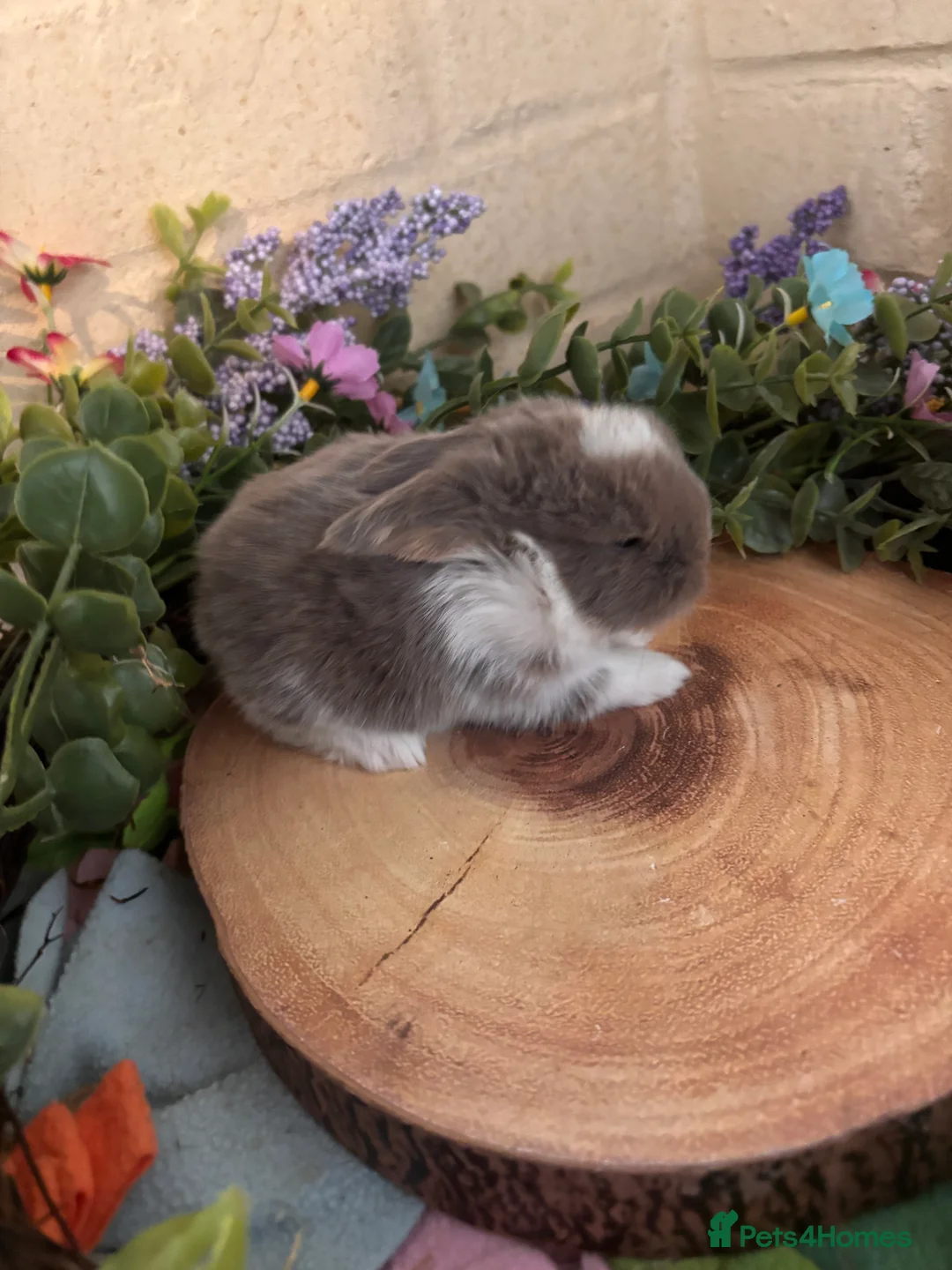 Mini Lop rabbits for sale: Mini lops  - Advert 1
