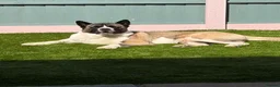 Akita dogs for stud: HUGO (not for sale looking for female) in Prenton - Advert 4