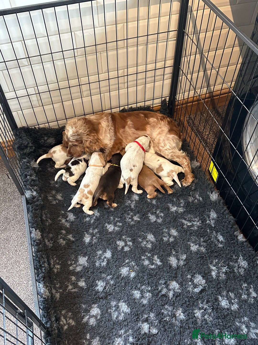 Cocker Spaniel dogs for sale: Extensively Health Tested KC Reg Puppies  - Image 27
