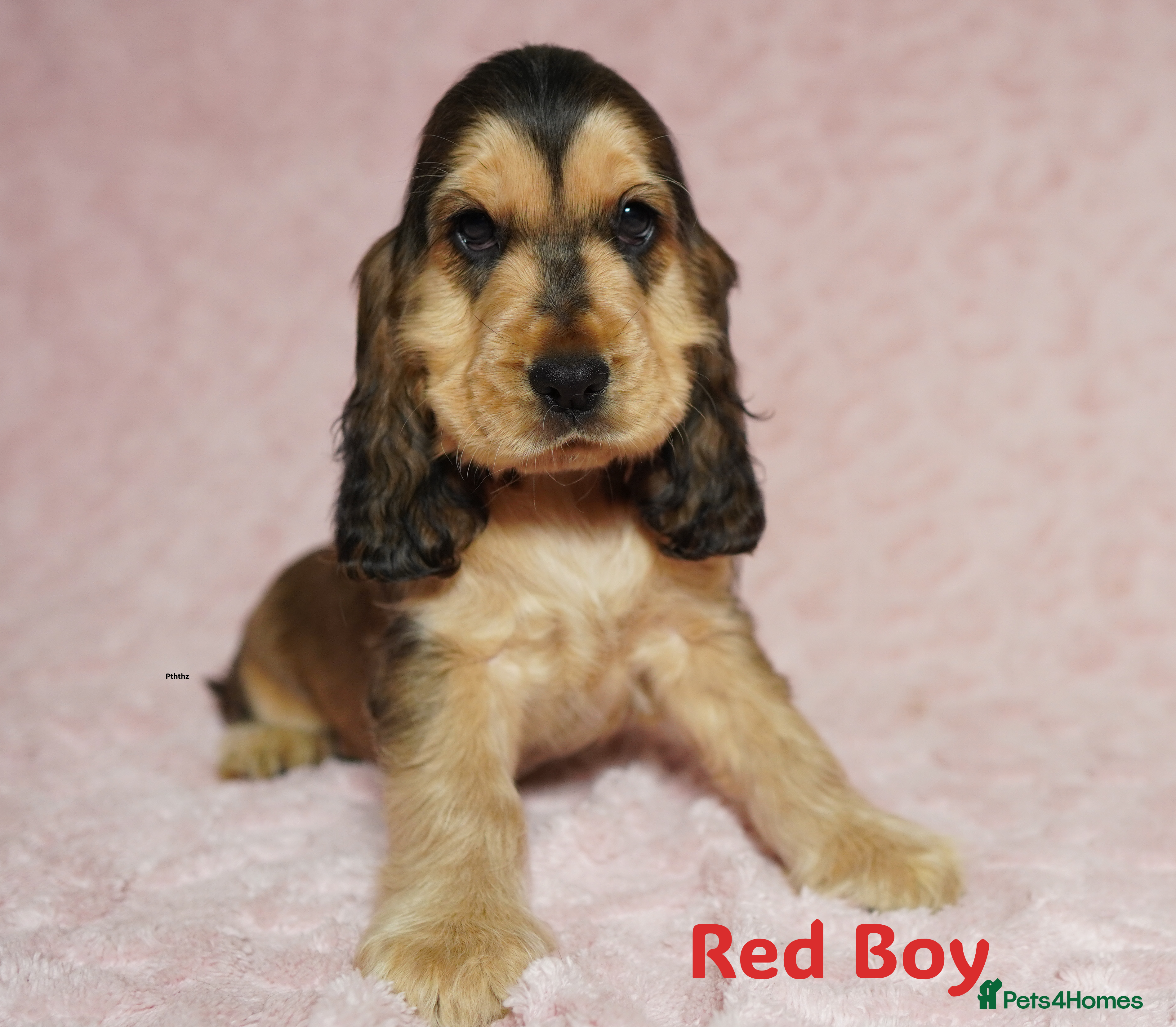 Cocker Spaniel dogs Quality, KC reg, show type cocker spaniel puppies - Advert 3