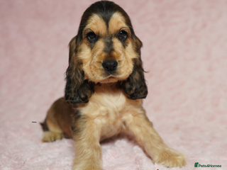 Cocker Spaniel dogs Quality, KC reg, show type cocker spaniel puppies - Advert 11