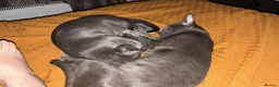 Oriental cats for sale: 6 happy, playful and lovable kittens. in Liverpool - Advert 12