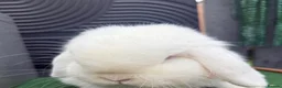 Mini Lop rabbits for sale: Pure bred show quality mini lops  - Advert 3