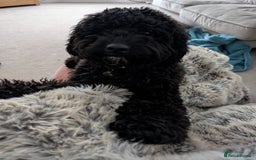 Mixed Breed dogs for sale: Female Lakipoo needs new home of her own - Image 6