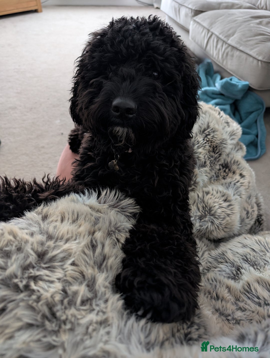 Mixed Breed dogs for sale: Female Lakipoo needs new home of her own - Image 6