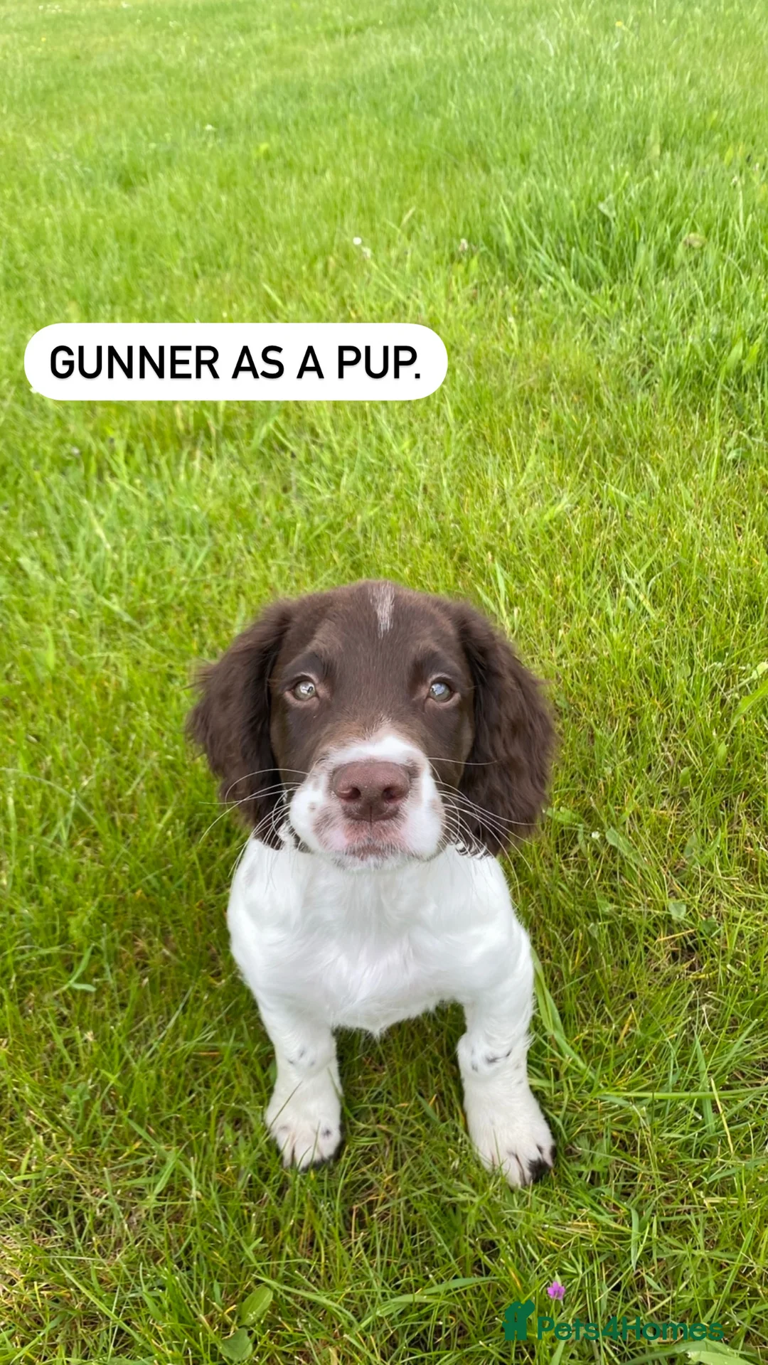 English Springer Spaniel dogs for stud: Proven Liver & White English Springer Spaniel Stud in Swansea - Advert 10