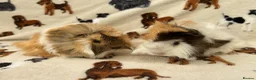 Guinea Pig rodents for sale: Baby Guinea pigs  - Advert 6