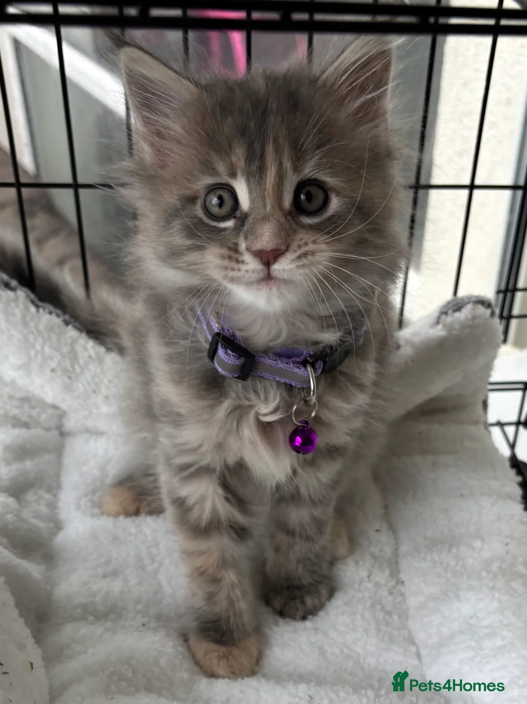Maine Coon cats for sale: Maine coon kittens  - Advert 18