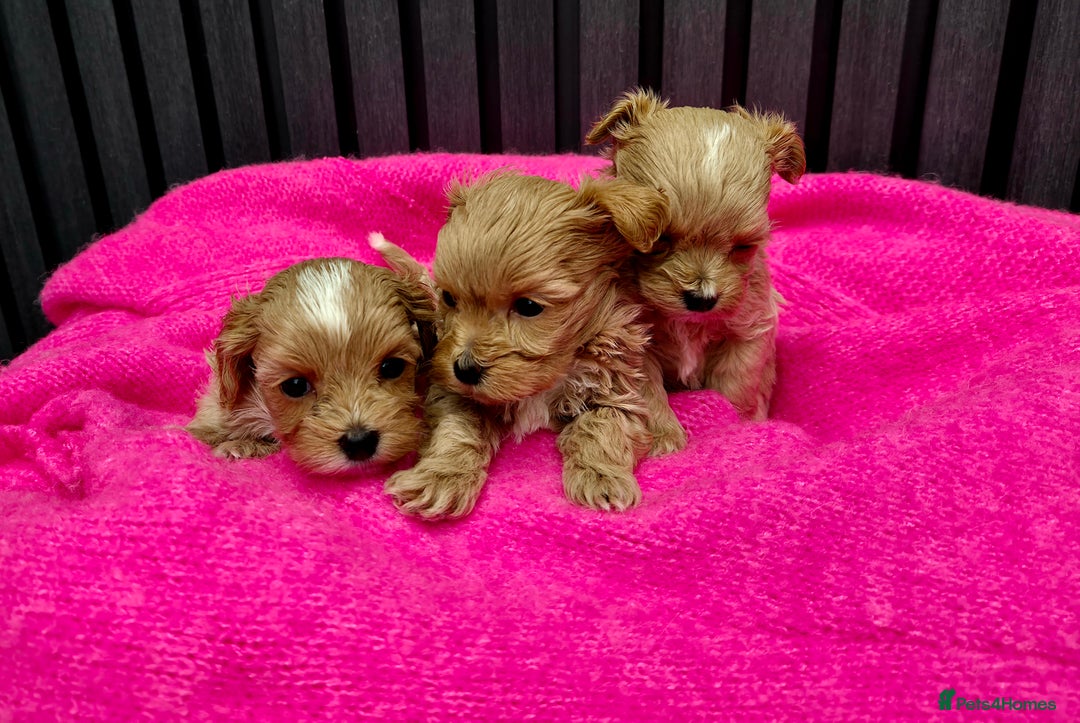 Maltipoo dogs for sale: Tiny Maltipoo Puppies for  sale - Image 5
