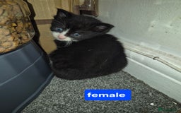 British Shorthair cats for sale: 4 beautiful kitten  - Image 3
