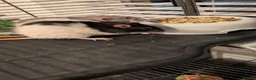 Rat rodents for sale: 3 adorable female Dumbo fancy rats for sale  in Cambridge - Advert 2