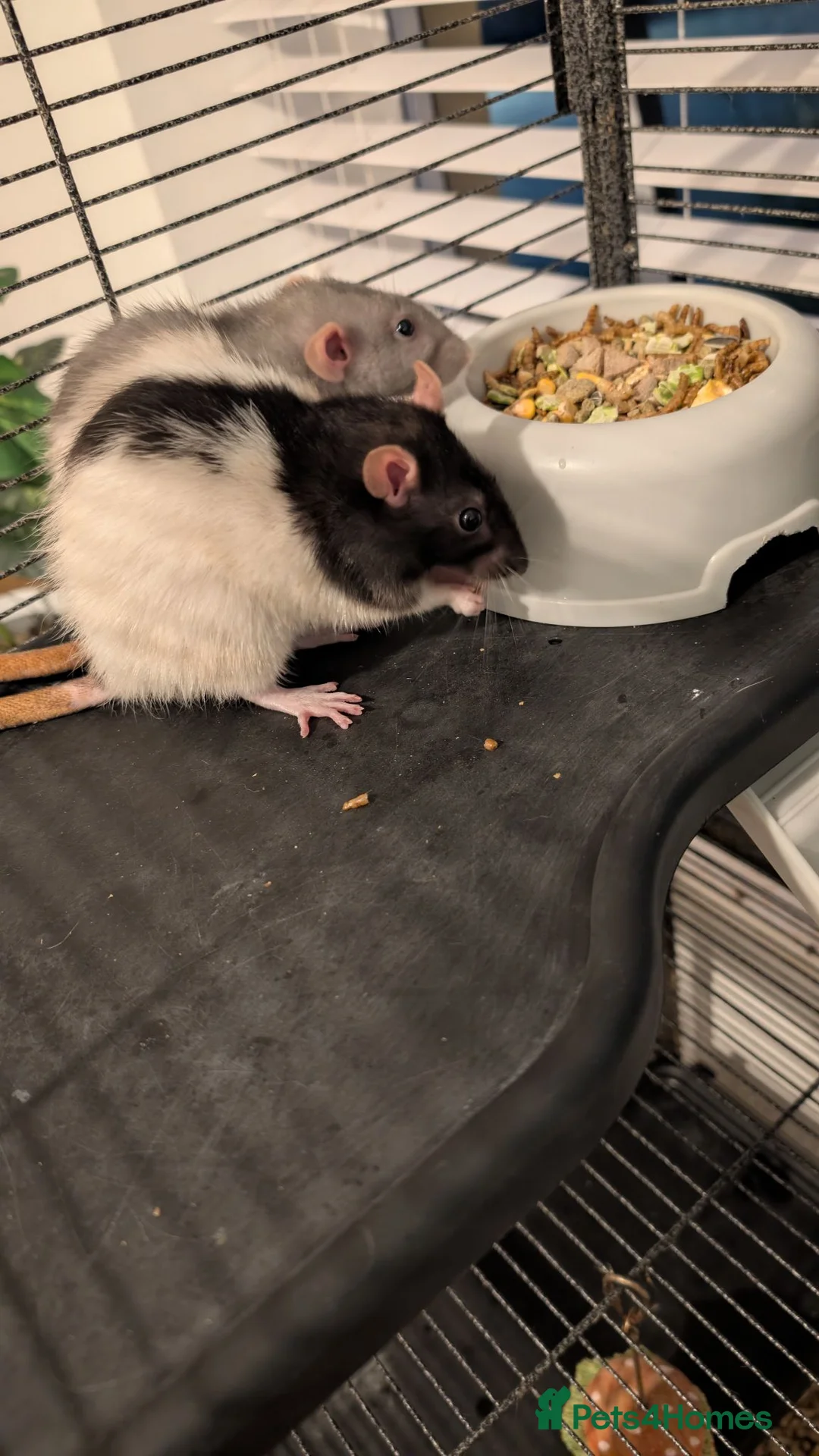 Rat rodents for sale: 3 adorable female Dumbo fancy rats for sale  in Cambridge - Advert 2