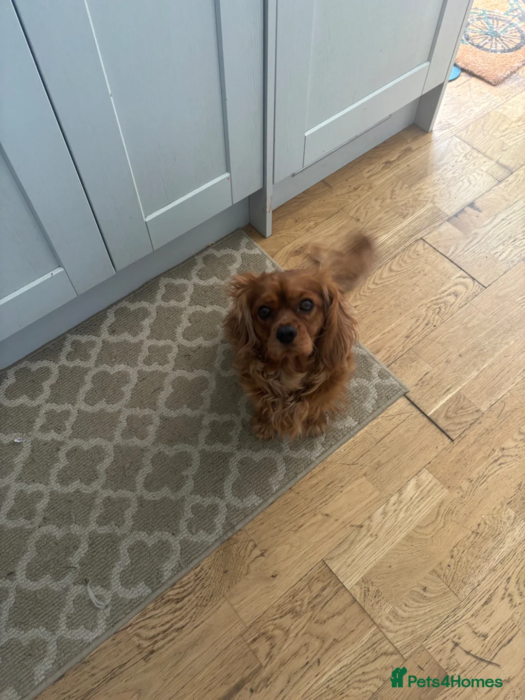Cavalier King Charles Spaniel dogs for sale: King Charles cavalier  in London - Advert 1