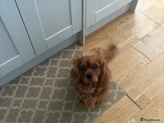 Cavalier King Charles Spaniel dogs King Charles cavalier - Advert 1