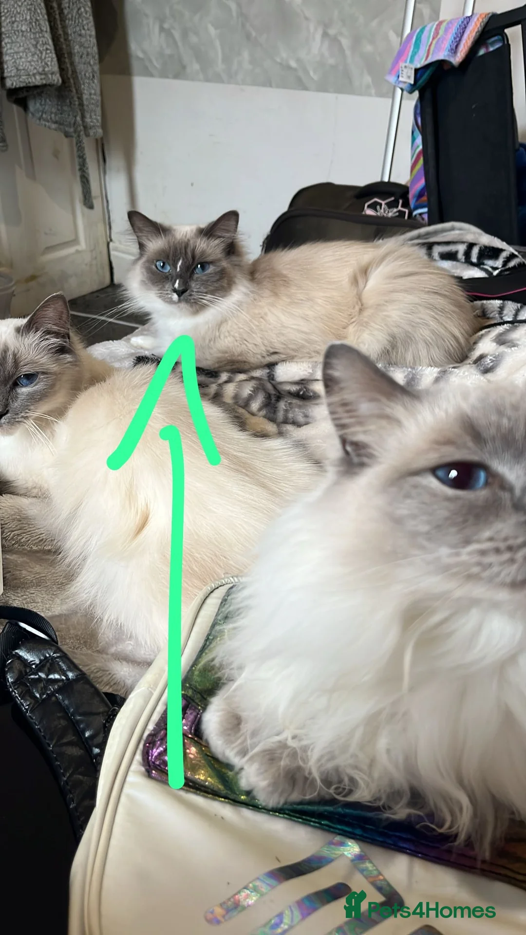 Ragdoll cats for sale: Fifi the ragdoll  - Advert 4