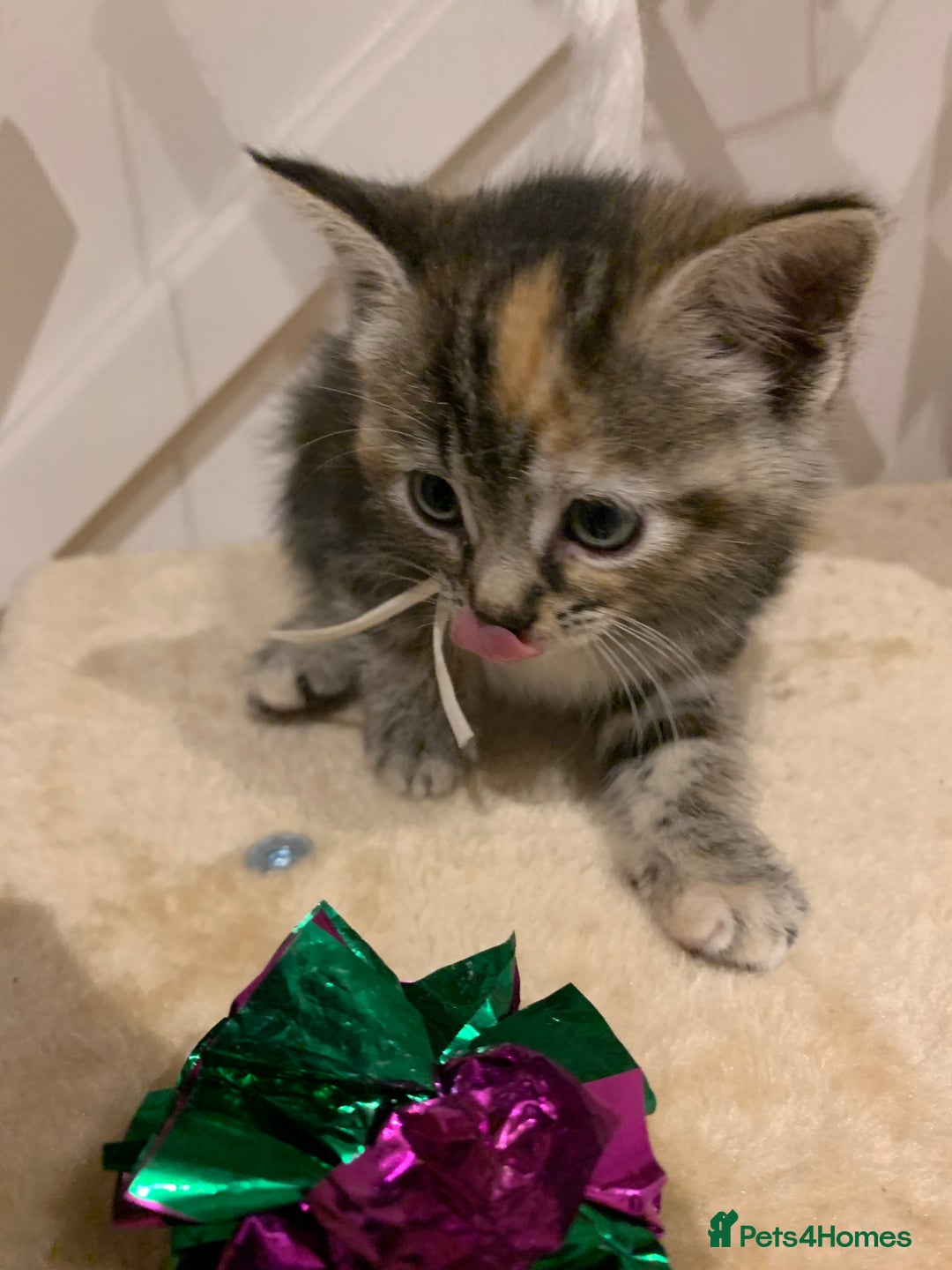 Mixed Breed cats for sale: Mixed Himalayan - Image 16