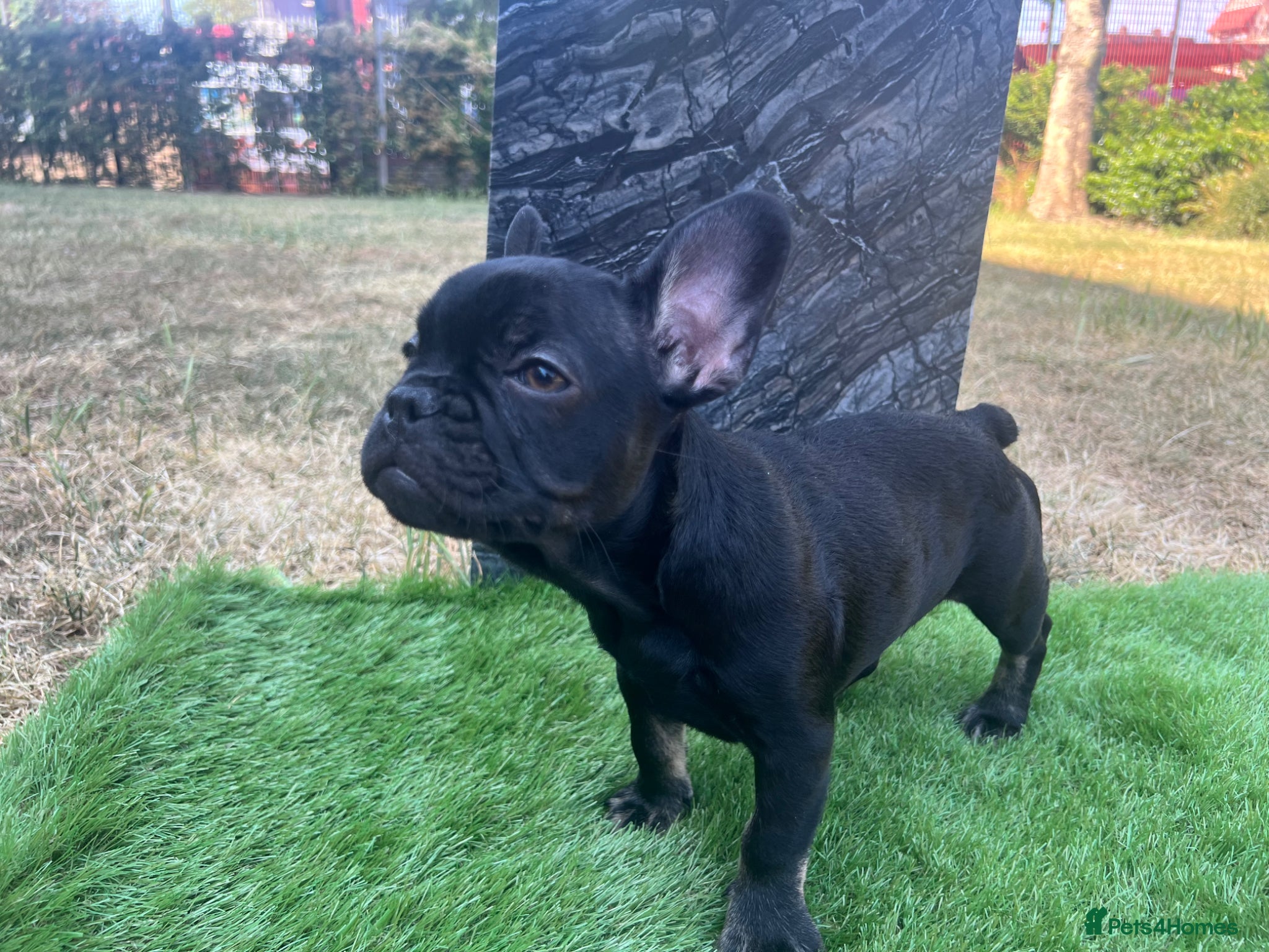 French Bulldog dogs for sale: French bulldog puppys  - Advert 15