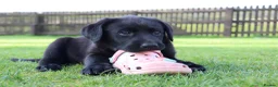 Labrador Retriever dogs for sale: Delightful KC registered litter  - Advert 8