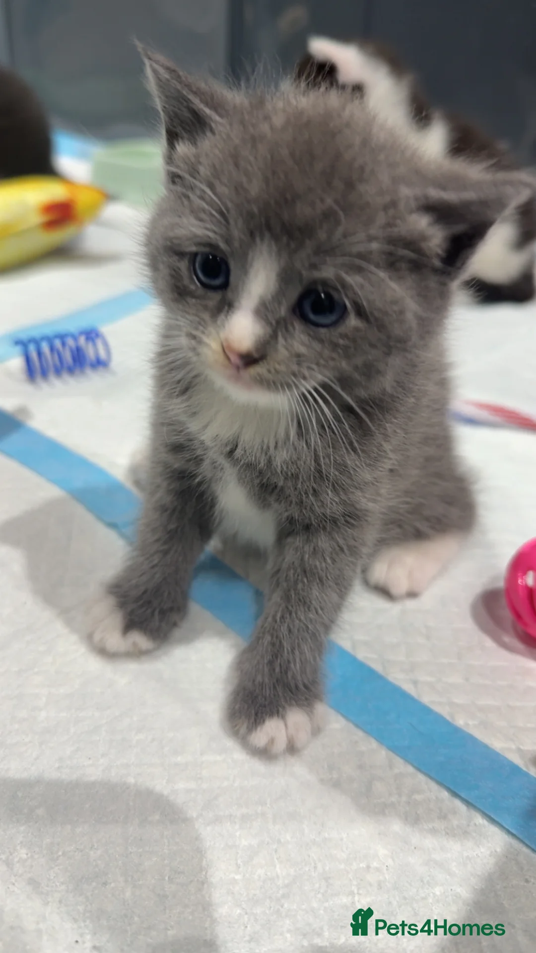 Domestic Shorthair cats for sale: Playful Litter of 6 Grey/Black/White Kittens in London - Advert 1