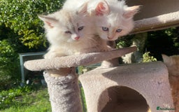 Siberian cats for sale: x5 Adorable Pure Siberian Kittens to re-home😻 - Image 10