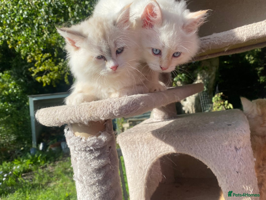 Siberian cats for sale: x5 Adorable Pure Siberian Kittens to re-home😻 - Image 10
