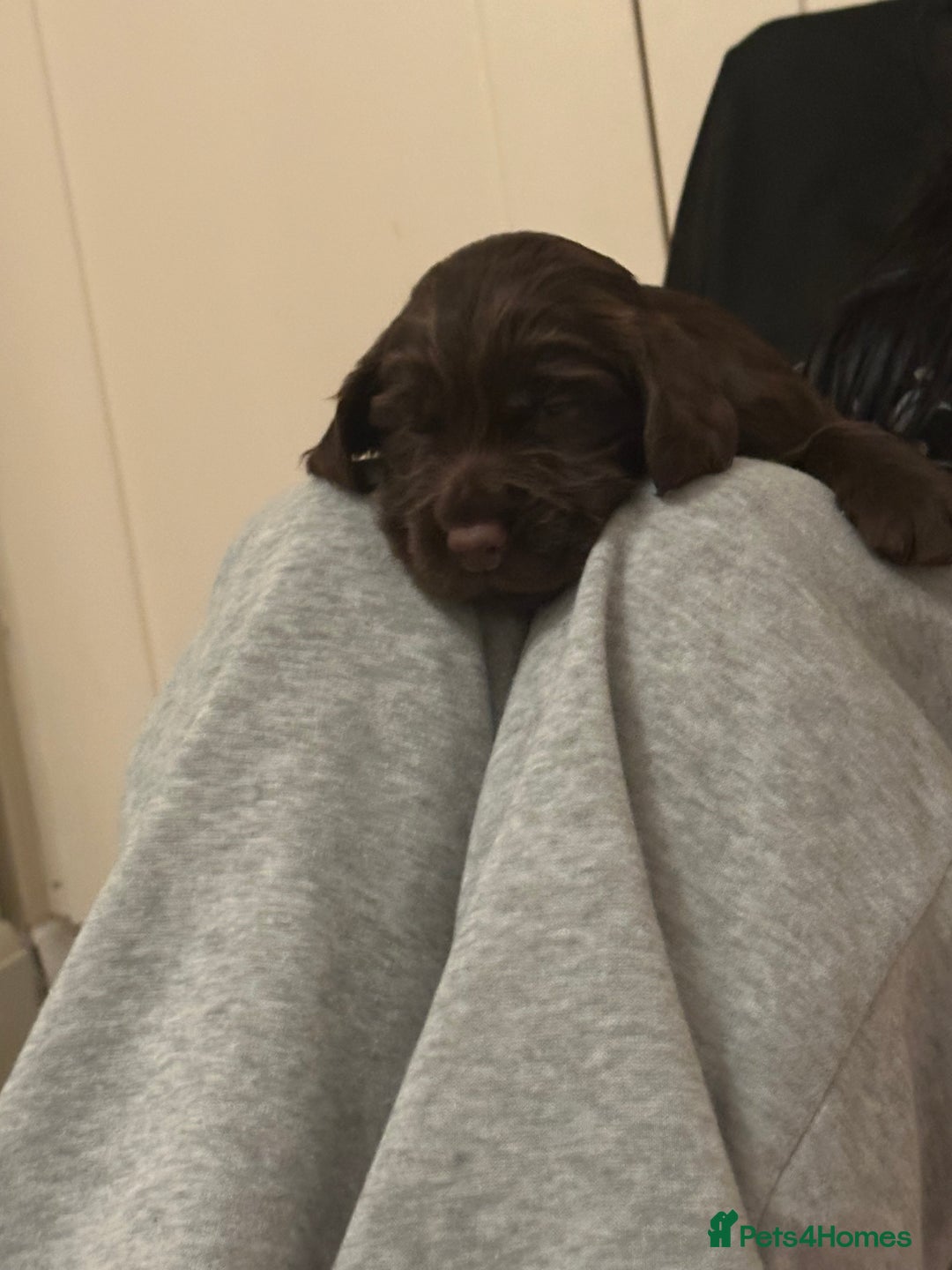 Cocker Spaniel dogs for sale: Cocker Spaniel Puppies- ready 17/12/25 - Advert 18