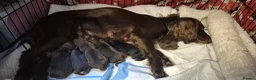 Cocker Spaniel dogs for sale: Cocker spaniel puppies for sale in Godalming - Advert 5