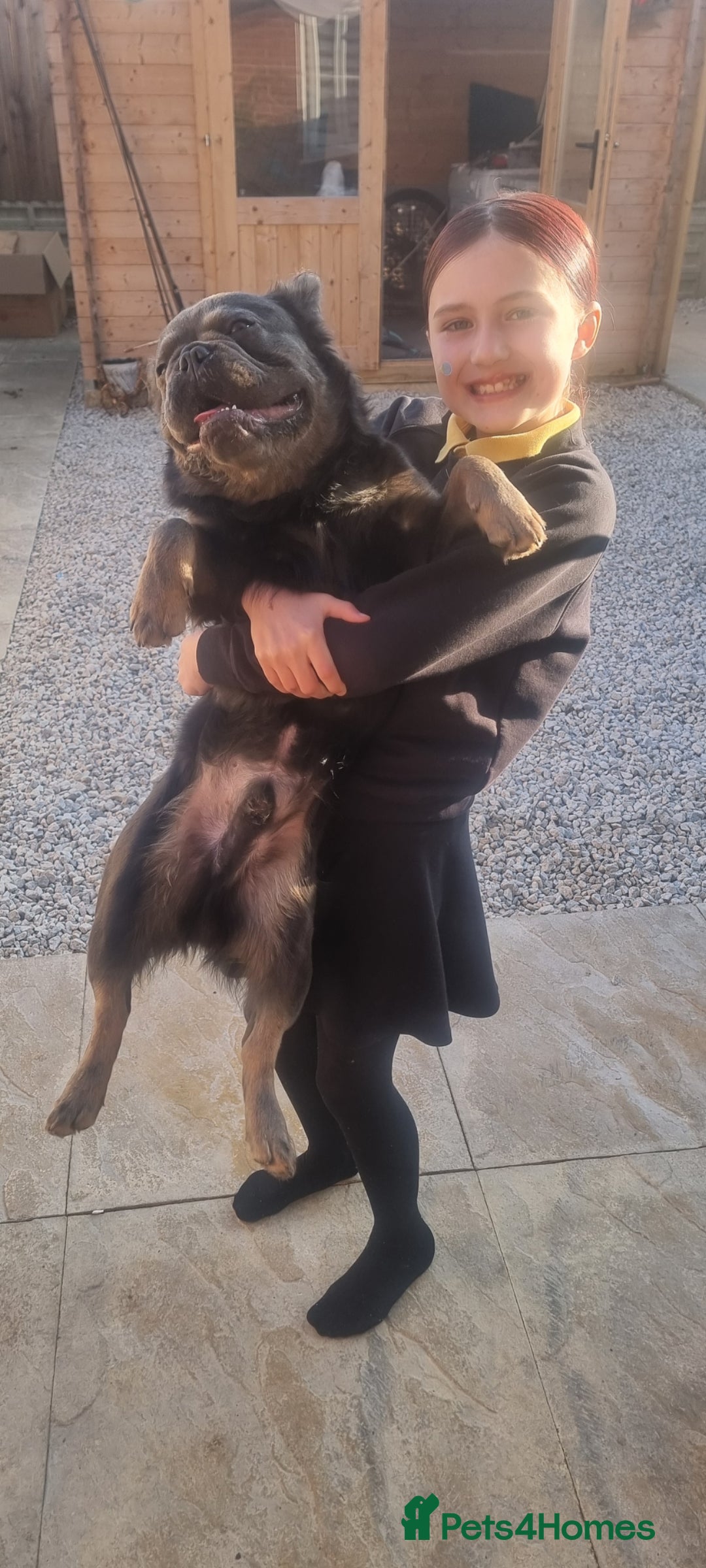 French Bulldog dogs for sale: Fluffy French bulldog  - Advert 3