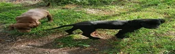 Pointer dogs for sale: HPR Puppies - Friendly ready Soon - Advert 8