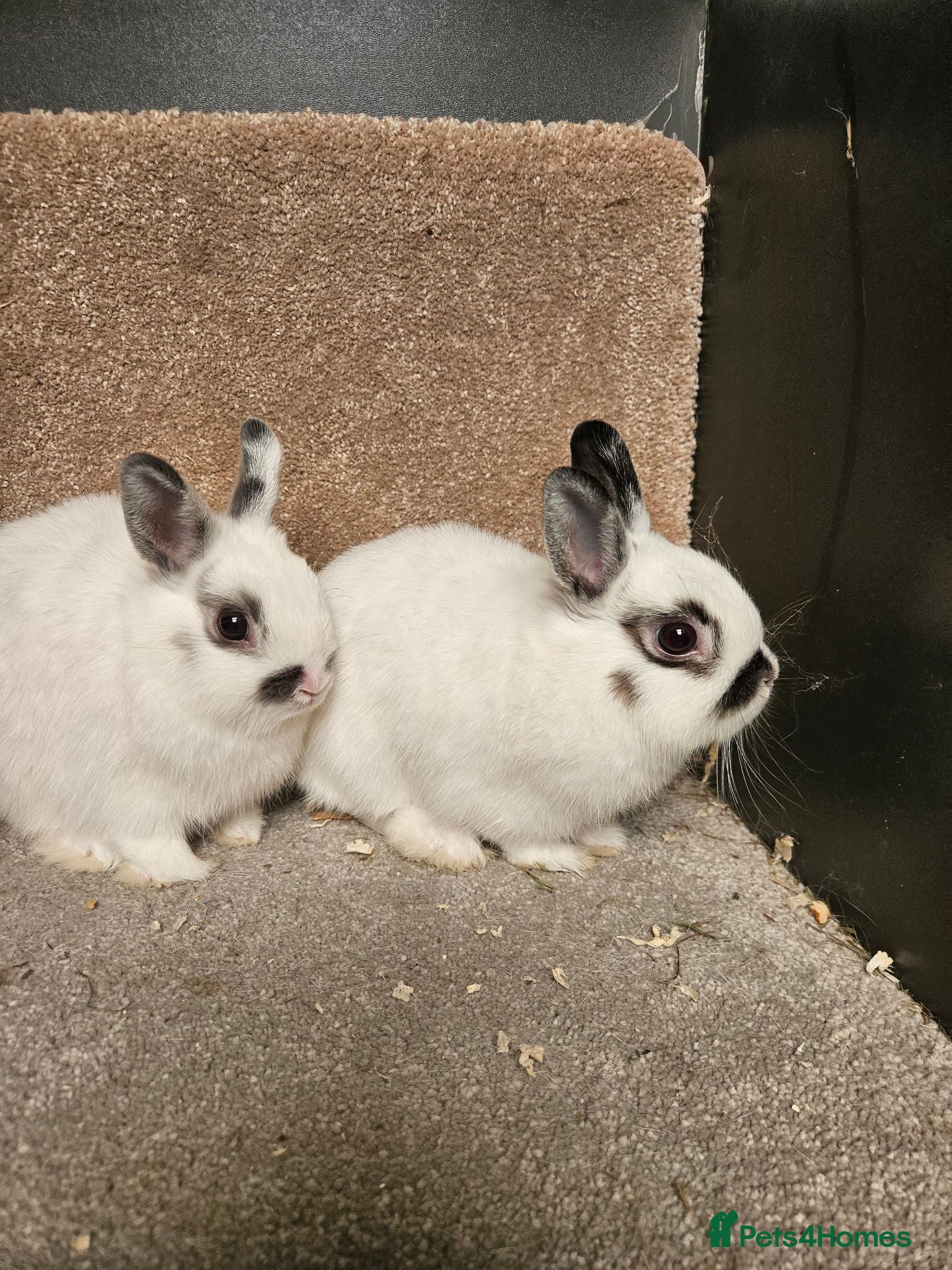 Netherland Dwarf rabbits Pure Bred Netherland Dwarf Does - Broken pattern  - Advert 1