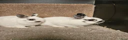 Netherland Dwarf rabbits for sale: Pure Bred Netherland Dwarf Does - Broken pattern  - Advert 1