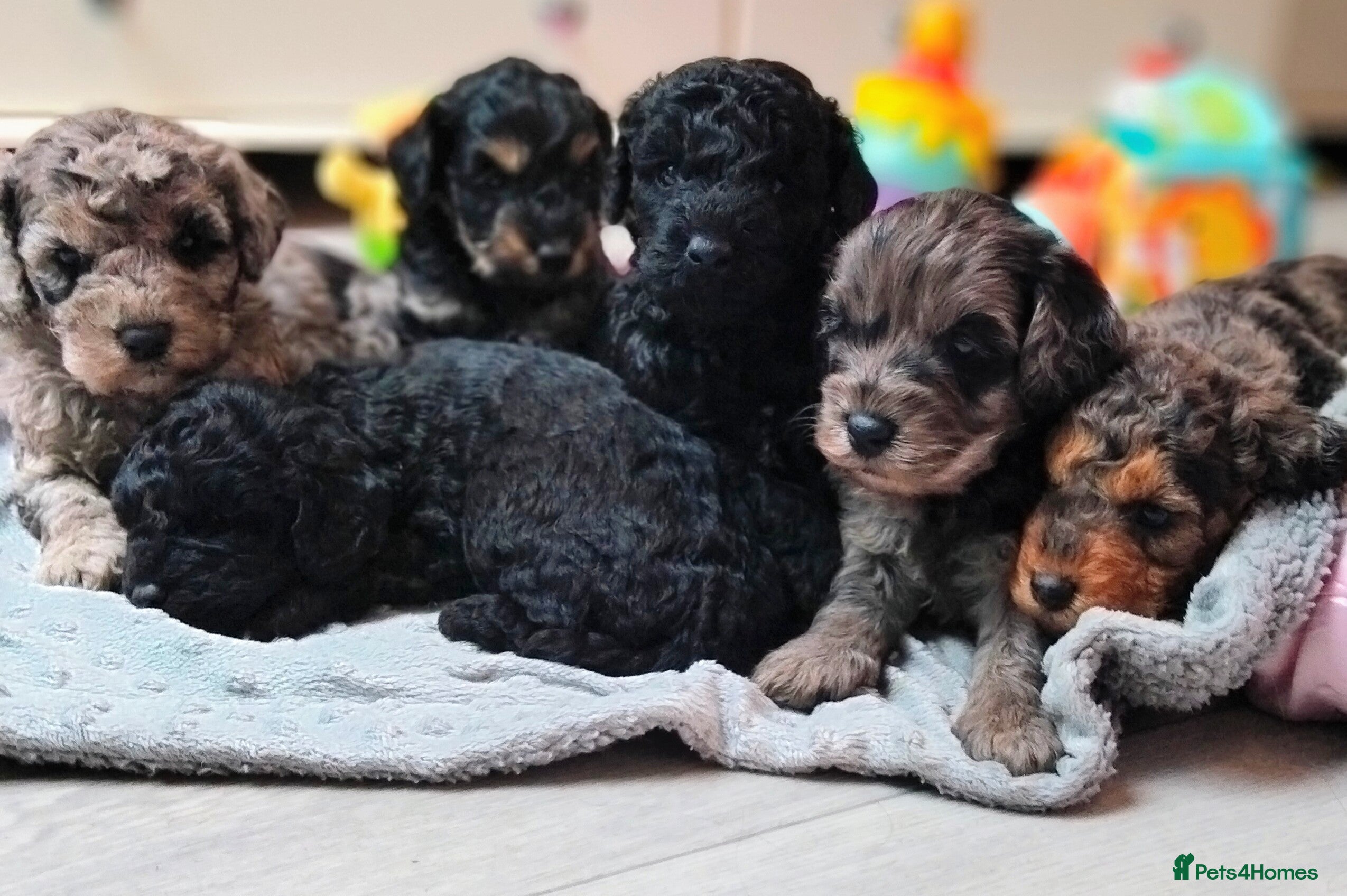 Cavapoo dogs Stunning F2B Cavapoo's Health Tested - Advert 2