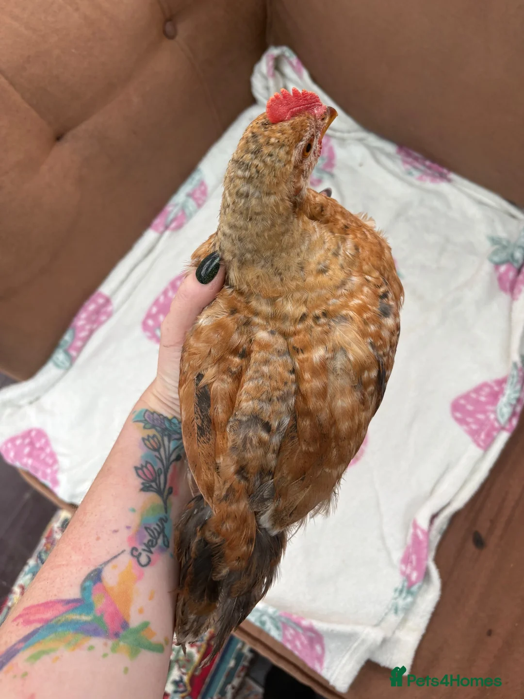 Chickens poultry for sale: 8 week old rooster free to a good home  - Advert 2