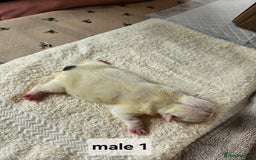 English Bulldog dogs for sale: Kennel club registered English bulldog puppies  - Image 8