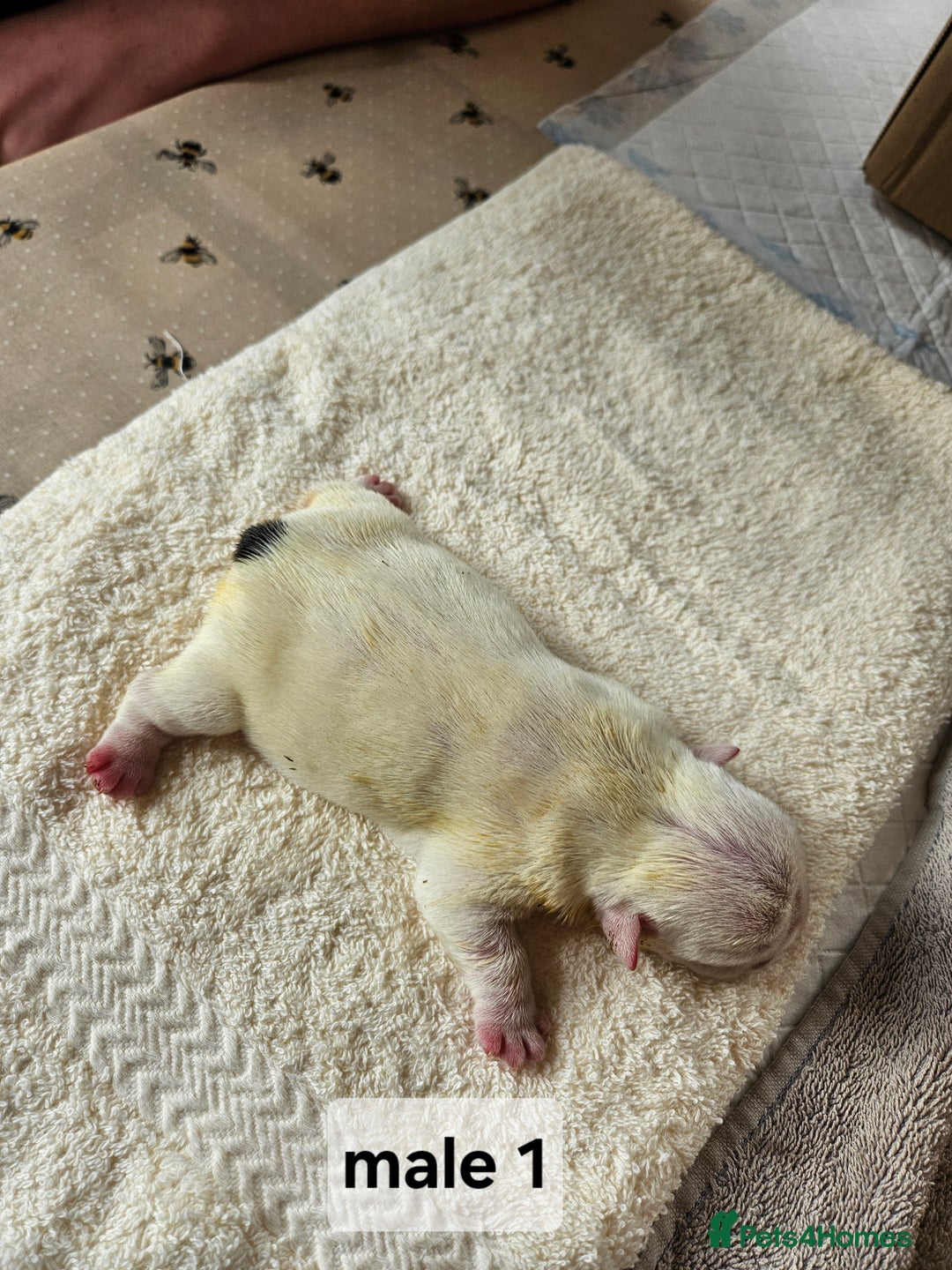 English Bulldog dogs for sale: Kennel club registered English bulldog puppies  - Image 8