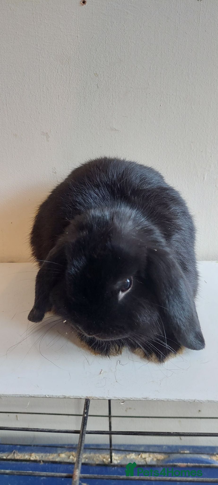Mini Lop rabbits Minilop young bucks and does  - Advert 1