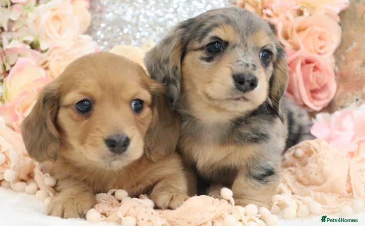 Miniature Dachshund dogs - Advert 6