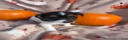 Jack Russell dogs for sale: Tri colour Jack russel puppies❤️💚🧡💙 - Advert 11
