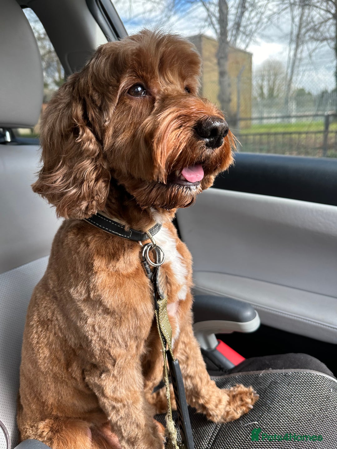 Cockapoo dogs for sale: Cockerpoo F1 - Advert 1