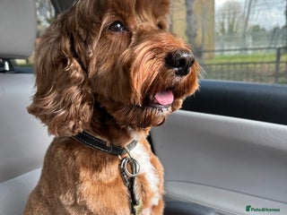 Cockapoo dogs Cockerpoo F1 - Advert 1