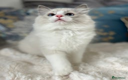 Ragdoll cats for sale: Beautiful Bicolour Ragdoll Kittens Home Raised, in Castleford - Image 20