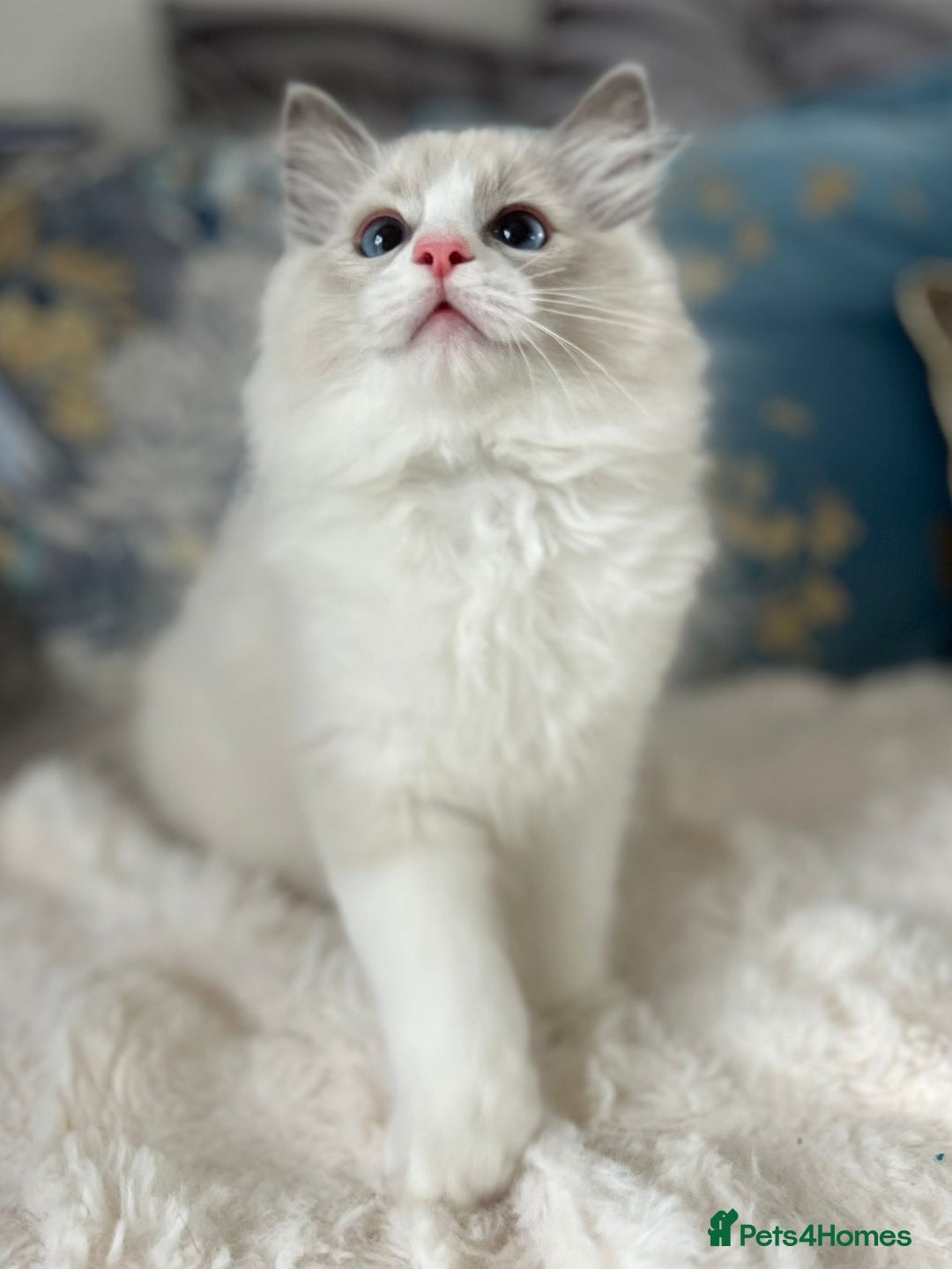 Ragdoll cats for sale: Beautiful Bicolour Ragdoll Kittens Home Raised, in Castleford - Image 20