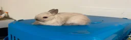 Netherland Dwarf rabbits for sale: Beautiful Netherland Dwarf babies  - Advert 6