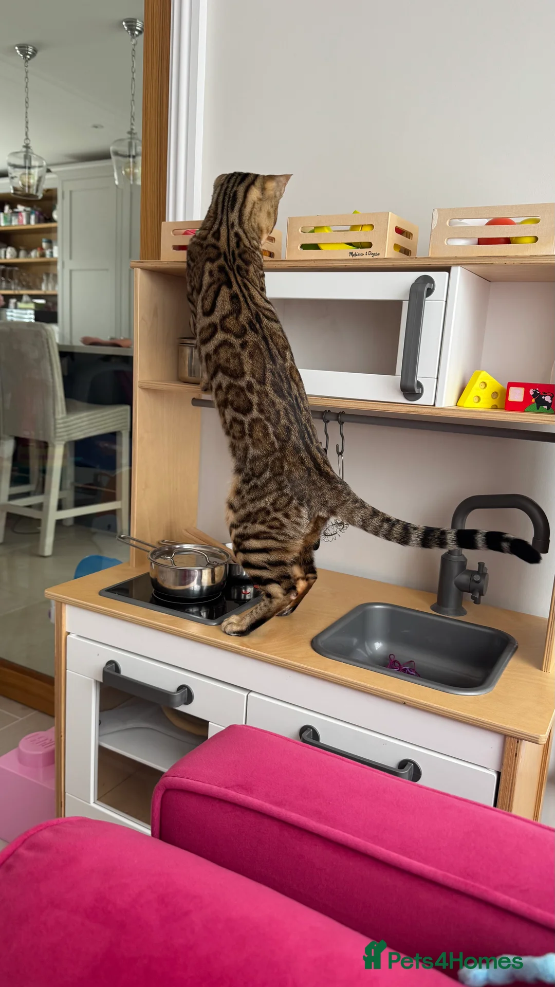 Bengal cats for sale: Beautiful Bengal girl - amazing markings - Advert 6