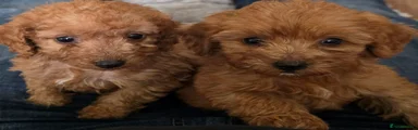 Cockapoo 4