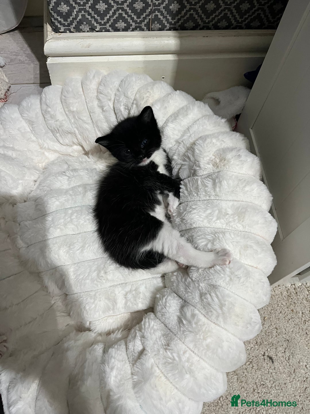 British Shorthair cats for sale: Mix of Persian and domestic short hair kittens - Advert 4